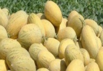 八六王哈密瓜产地在哪里 有什么功效