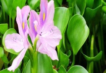 水葫芦 附形态特征及生长习性