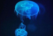 桃花水母是几级保护动物