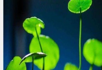 铜钱草繁殖方法 附养殖多久？