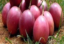 百香果多少钱一斤 如何选购