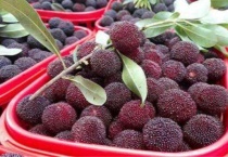 云南杨梅几月可摘