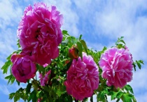 牡丹是木本还是草本