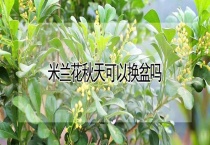 米兰花秋天可以换盆吗？