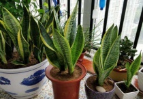 虎皮兰冻伤还能恢复吗？