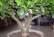 玉树能晒太阳吗？