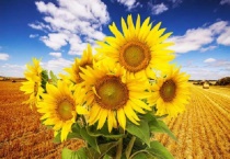 茎的分类有哪些？