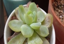 多肉化水怎么回事 多肉化水的处理多久？