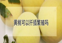 黄桃可以扦插繁殖吗？