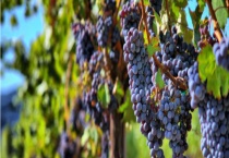 葡萄树的寿命有多长 葡萄有什么营养价值