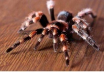 蜘蛛有没有复眼