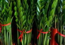 金钱树的繁殖方法 具体怎样操作