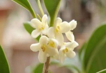 桂花开两次花怎么回事