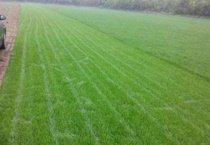 草种有几个品种