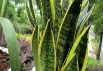 虎尾兰开花吗？