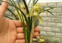 水仙花叶子太长倒下了怎么办？