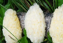 银耳和雪耳的区别？ 吃银耳有什么禁忌