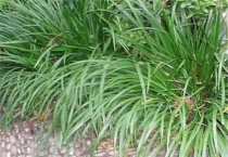 石昌蒲草怎么养