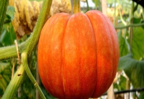 南瓜的种植时间 附南瓜的生长习性及播种多久？