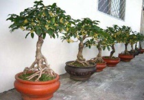 桂花的嫁接时间与技术