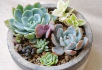 多肉植物怎么养防虫