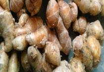 沙姜能不能生吃 沙姜和生姜有什么不同