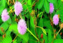 含羞草会开花吗 附养殖多久？