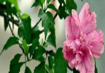 木槿树种植多久？