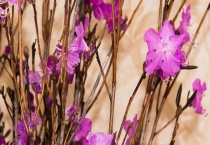 干枝杜鹃有毒吗？