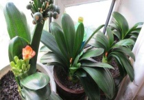 君子兰下垂的解决多久？