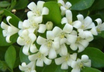 九里香深盆还是浅盆