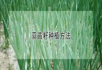 蒜苗籽种植多久？