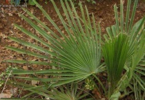 龙棕属于什么植物