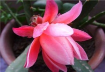 令箭荷花如何分辨花色