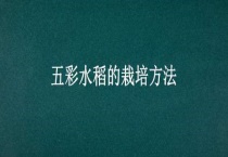 五彩水稻的栽培多久？