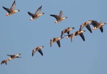 大雁是鸟类吗？