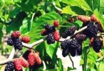 四月份水果有哪些？