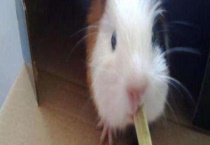 荷兰猪咬人吗？在什么情况下会咬人