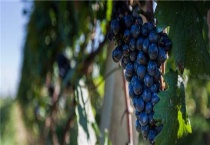 克瑞森和克伦生区别？