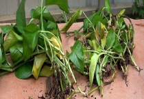 绿萝烂根怎么办？烂根的原因及养殖多久？