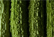 苦瓜简易的催芽多久？