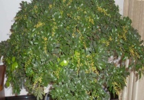 米兰花喜欢阳光吗？