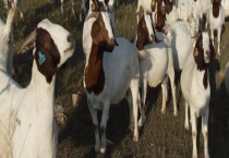 波尔山羊多少钱一只？什么是波尔山羊的杂交代次