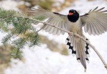 养红嘴蓝鹊犯法吗？