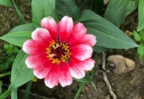 百日菊有种子吗？