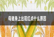 母猪身上出现红点什么原因？