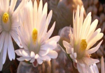 生石花种子怎么种？生石花的苗期管理