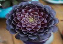 法师多肉养殖方法怎么繁殖