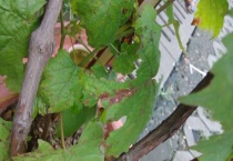 葡萄枝条枯死是什么原因？