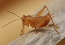 黄蛉怎样喂饲 黄蛉怎么养